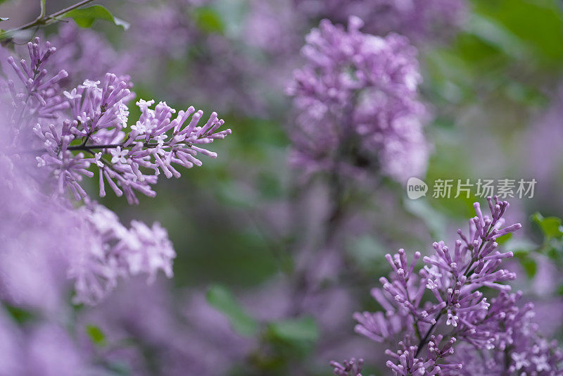 紫丁香:大自然之美(Apo Sonnar 135mm f2)